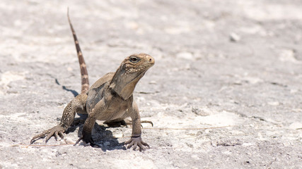 Kuba Leguan am Strand