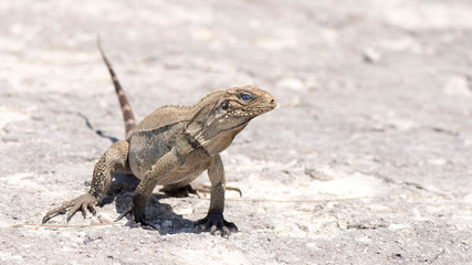 Kuba Leguan am Strand