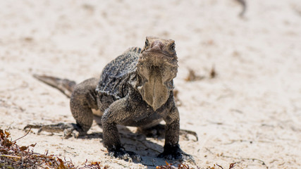 Kuba Leguan am Strand