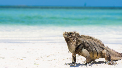 Kuba Leguan am Strand