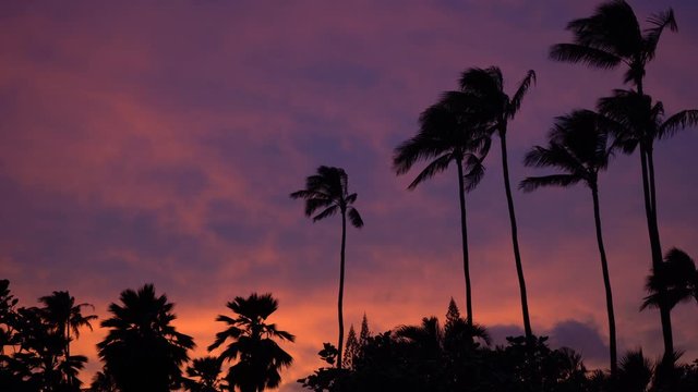 Stunning sunset over silhouette palm tree. Crazy orange, red colours in the cloudy sky. Strong wind shaking leaves. 4K