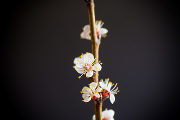 Branch of blooming spring apricots on a black