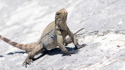 Kuba Leguan am Strand