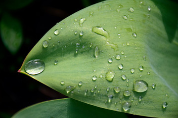 Dew drops on green petal with sunlight