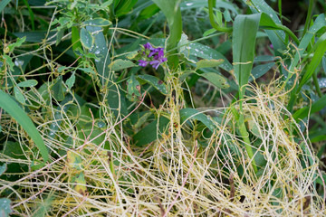 The parasite plant wraps the stems of plant cultures with yellow threads and sucks out the vital juice and nutrients. Cuscuta campestris