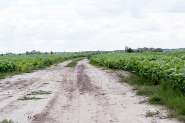 Fototapeta na wymiar Green soybean ripening field, agricultural landscape. The road in the middle of the field