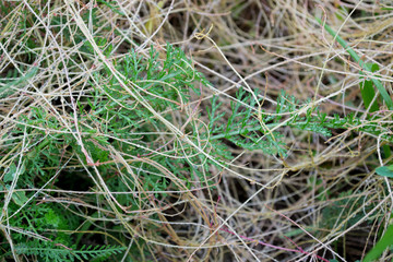The parasite plant wraps the stems of plant cultures with yellow threads and sucks out the vital juice and nutrients. Cuscuta campestris