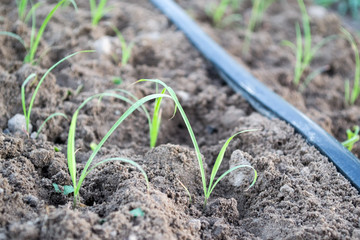 Drip Irrigation System Close Up. Water saving drip irrigation system