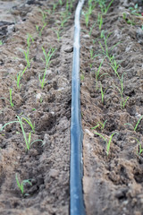 Drip Irrigation System Close Up. Water saving drip irrigation system