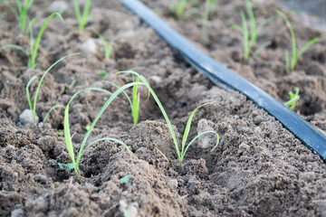 Drip Irrigation System Close Up. Water saving drip irrigation system