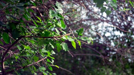 green leaves on the tree
