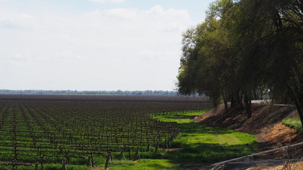 Rows of grape vines at a winery butting up next to large oak trees in California 