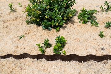 Plastic garden board in the garden. Brown blank board at garden bed with small sprout plants....