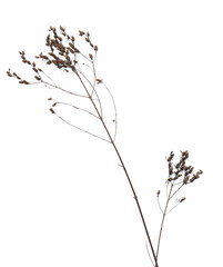 Dry field grass with seeds isolated on white background and texture, clipping path © dule964