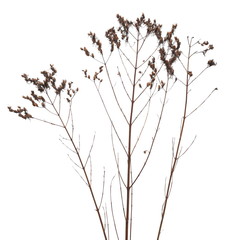 Dry field grass with seeds isolated on white background and texture, clipping path © dule964