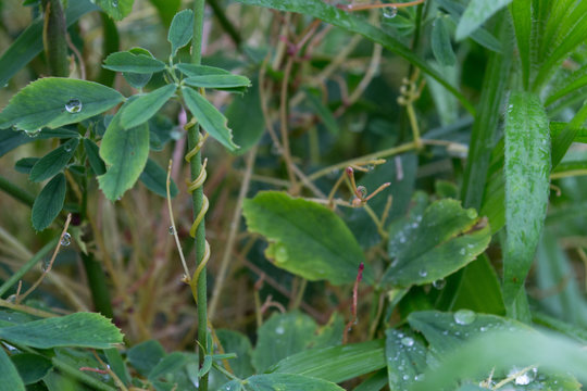The parasite plant wraps the stems of plant cultures with yellow threads and sucks out the vital juice and nutrients. Cuscuta campestris