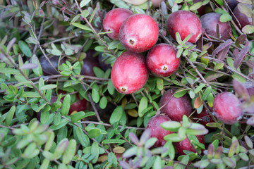 Vaccinium oxycoccos is also known as small cranberry, bog cranberry, swamp cranberry. Harvest wild berries. Fresh un-picked cranberries in a cranberry field. Cranberries on small green branches