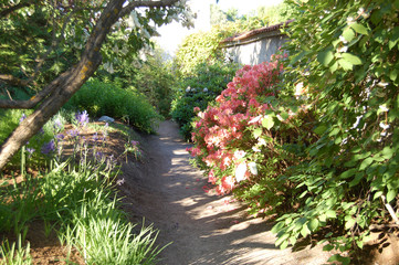 Plants and blooming flowers in Tartu botanical garden, Estonia