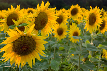 Naklejka premium Sunflower natural background. Sunflower blooming. Close-up of sunflower.