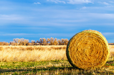 Rolled hay on the plains of Eastern Colorado 