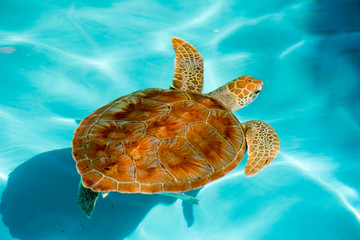 Kuba Turtle