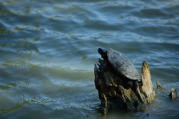 seagull on a rock