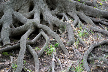 Big roots of trees