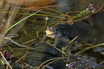 Rufendes Erdkrötenmännchen (Bufo bufo) im Gartenteich