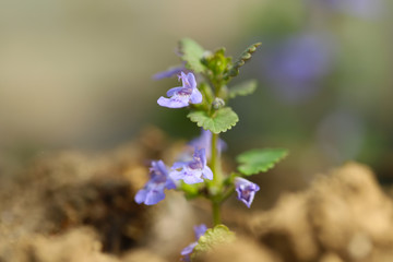 Lamium purpureum, purple dead-nettle