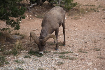 Fototapeta premium Bighorn Sheep of the Colorado Rockies foraging in the rocks for food