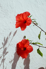 Plant/Flower in a tropical climate 