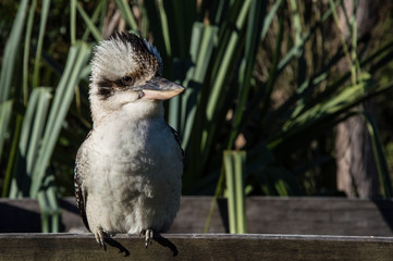 Australian animals