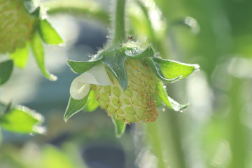 Close up of a green strawberry