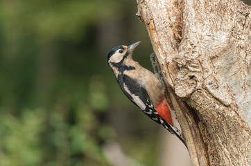 great spotted woodpecker