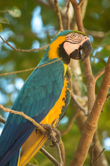 Arara