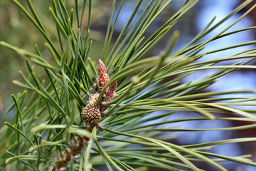 the formation of new cones on a pine tree. spring plant growth