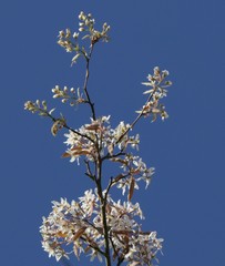 White blossom at tree branches, bright blue sky background, springtime