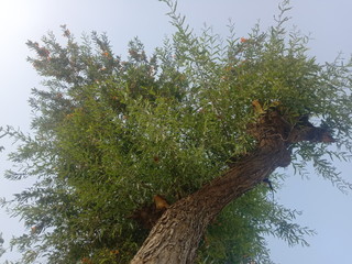 A best tree views of branches
