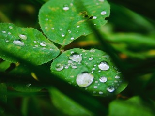 dew on a leaf