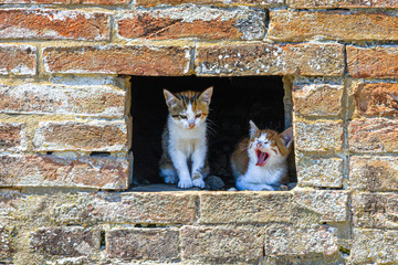 Zwei faule Katzenkinder