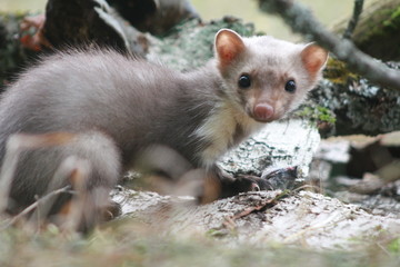 European pine marten (Martes martes) playing and posing on camera