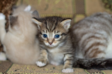 Cat with her kittens on the couch
