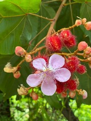 apple tree blossom