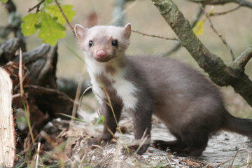 European pine marten (Martes martes) playing and posing on camera