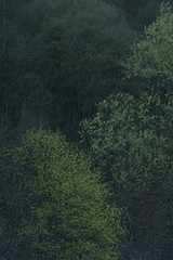 Salix alba willow tree during spring season with sunlight