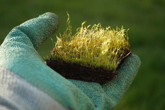 Mit Moos bewachsene Erde Mutterboden in der Handfläche eines Gartenhandschuhs