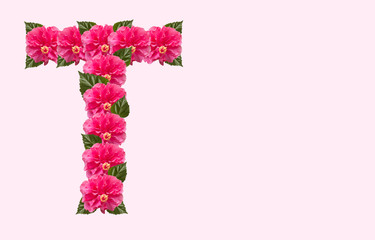Pink Hibiscus Flower Alphabet T on isolated Background. Beautiful China Rose flower letter....