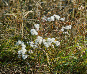 fluffy white flowers on the grass of the steppe