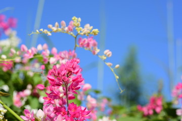 Flowers in the garden that bloom in summer Local flower garden, beautiful garden park