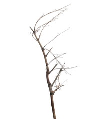 Dry branch tree isolated on white background and texture, clipping path